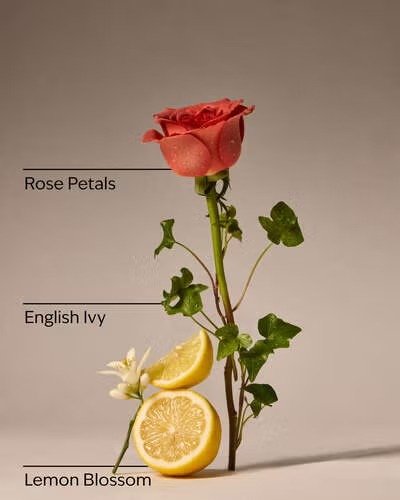 Bath & Body Works Rose Water & Ivy Wallflowers Refills 2-Pack - Image 2